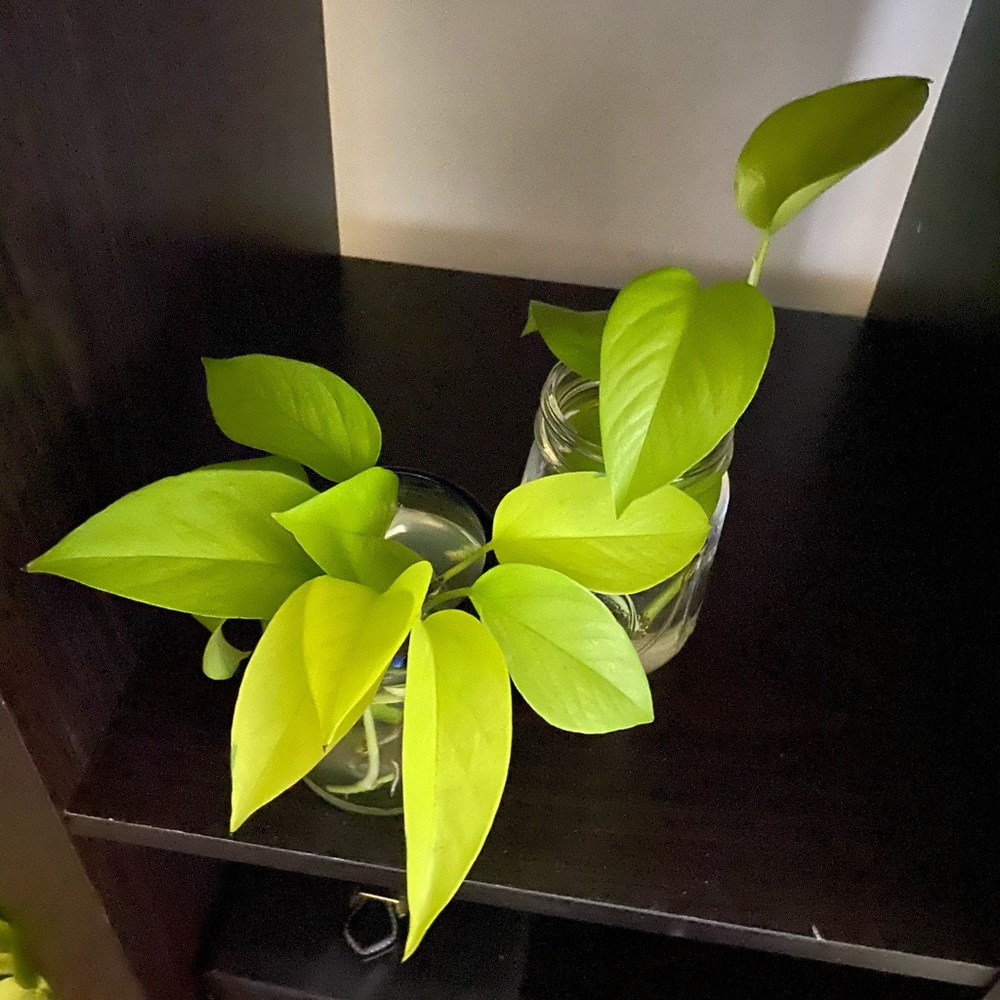 Multiple Neon Pothos Cuttings 🍃🌱